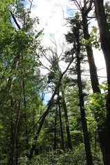 forest in the morning