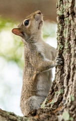 Squirrel climbing up a tree