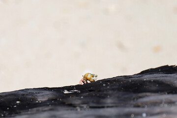 流木を歩くヤドカリ