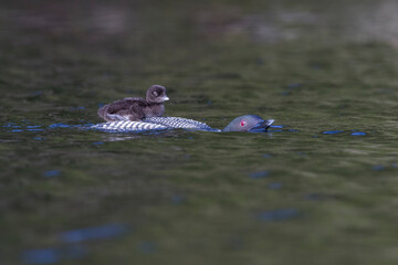 common loon or great northern diver (Gavia immer) with baby