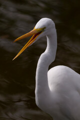 Humorous shout out from Great Egret