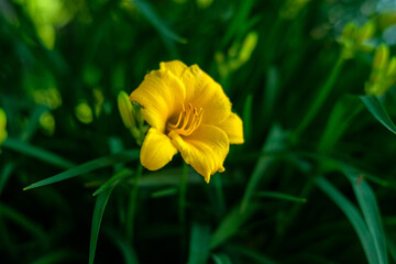 Yellow Daylilies 4