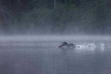 common loon in summer, Quebec, Canada