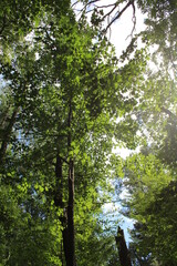 sun in the forest