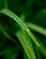 Dew on the Grass