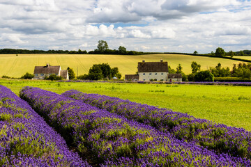 Fototapeta na wymiar Beautiful Lavender fields