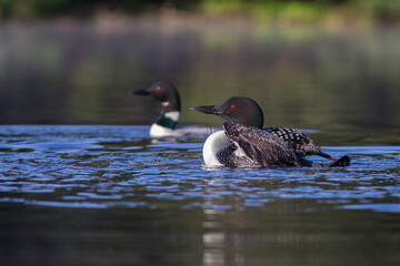 common loon in summer, Quebec, Canada