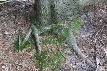 tree trunk with moss