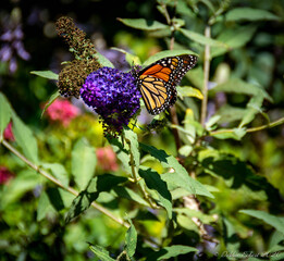 Stunning Monarch butterfly is perched on a purple flower gathering nectar in a secret garden.