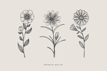 Set of hand-drawn garden flowers. Buds on stems of ornamental plants vector illustration. Botanical retro image for a floral background. Design element for postcard, poster, cover, invitation.