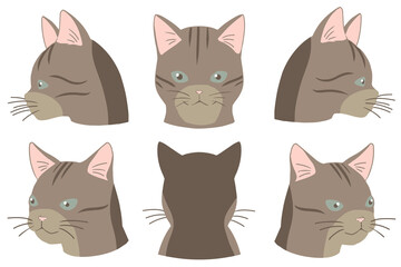 顔アップネコ　ヨーロピアンショートヘア(線無し)