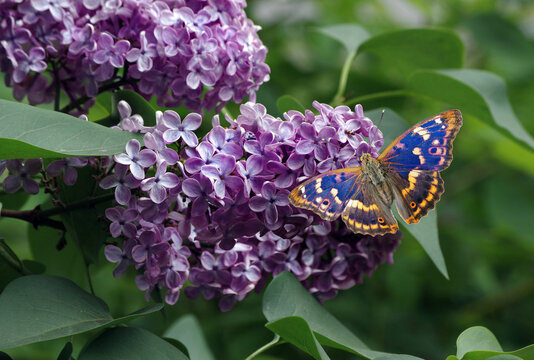 Colorful blue butterfly on a blooming lilac. Butterflies on flowers. Purple emperor butterfly