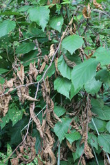 green leaves in the forest