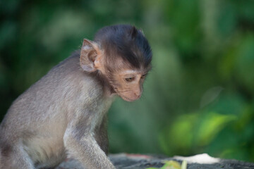 可愛いサル