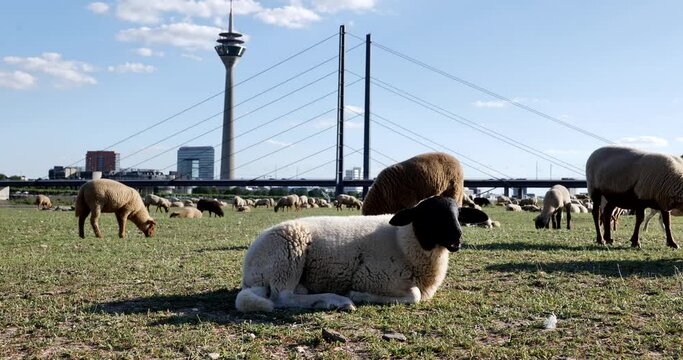 Chilling and sitting sheep on riverside of Rhine River and background of sheep are grazing meadow field,  cityscape, Rhine Tower and suspension bridge in D&uuml;sseldorf, Germany.