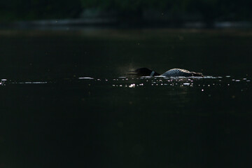 common loon in summer, Quebec, Canada