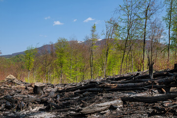 Burnt trees after a forest fire against a blue sky. Natural disasters.