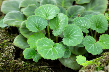 Close up of Strawberry Begonia Leaf, Saxifraga stolonifera