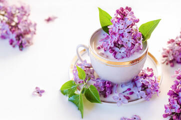 Obraz na płótnie Canvas Creative lilac flowers in milk water. Beauty and wellness treatments with flower petals in bath. Summer concept of freshness, purity, tenderness, youth.