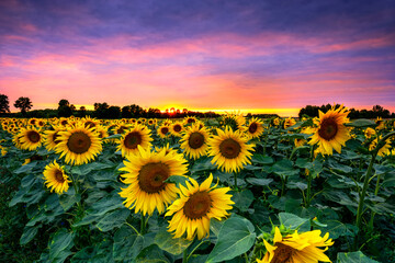 Beautiful sunset over sunflower field