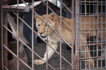 Lion cub in a cage. Wild animal in the aviary.