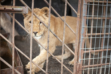 Lion cub in a cage. Wild animal in the aviary.