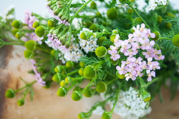 Meadow medical herbs - Chamomile and Achillea. Alternative medicine herbal grass