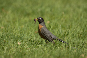 American Robin