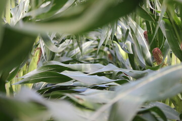 Corn Field (layering corn leaves)