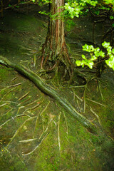 Moss growing on a tree with exposed roots