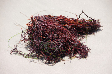 High angle close-up view of a small pile of wet red algae on the beach sand at the water line