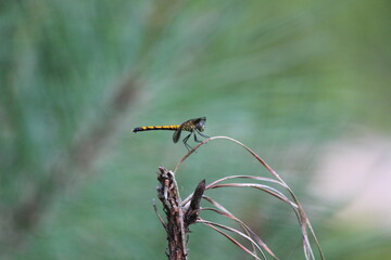 dragonfly on a twig