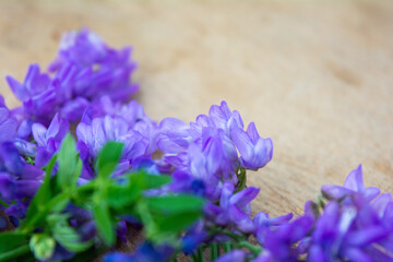 Vicia cracca or tufted vetch, bird or blue vetch and boreal vetch