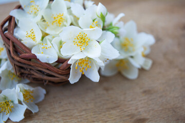 Fototapeta na wymiar White jasmine flowers, traditional green tea ingredient, aromatherapy flavor
