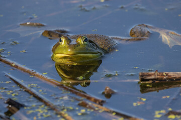 American Bullfrog