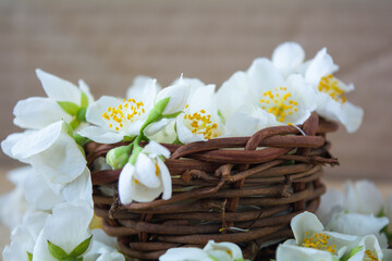 Obraz na płótnie Canvas White jasmine flowers, traditional green tea ingredient, aromatherapy flavor