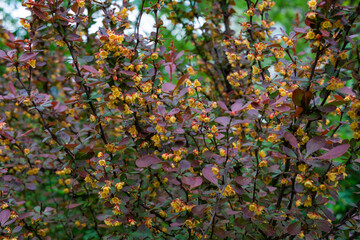 Blooming yellow flowers, bush with purple leaves. Berberis ottawensis Auricoma