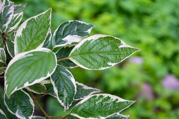 Cornus Alba foliage with watercolor green and white leaves. Decorative plant