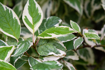 Cornus Alba foliage with watercolor green and white leaves. Decorative plant