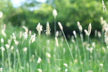 green grass in the wind