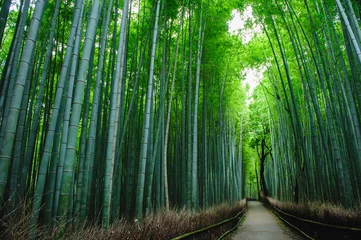 Foto auf Glas Bambuswald & 39 Chikurin& 39  in Arashiyama, Kyoto, Japan. Ein ruhiger Bambuswaldweg ohne Menschen. Es ist normalerweise voll von Touristen. © Eunkyung
