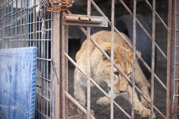 Lion cub in a cage. Wild animal in the aviary.