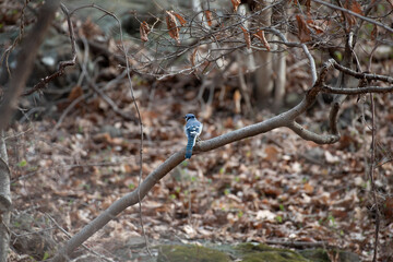 Blue Jay