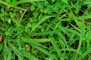 植物の葉と雨の水滴　潤い