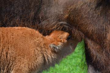 Mother bison breast feeding the calf Bison are large, even-toed ungulates in the genus Bison within...