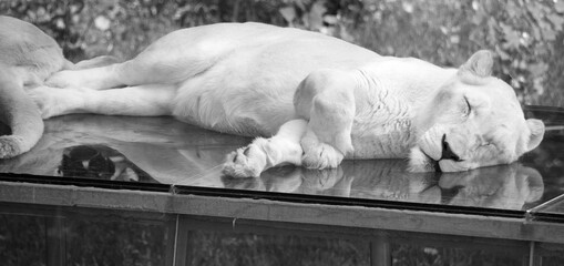 White lion is a rare color mutation of the lion. When the first pride of white lions was...