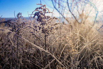 Fototapeta premium Plants in early morning sunlight 