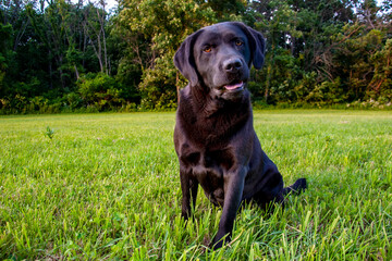 Black dog sitting in a green field with trees in the background