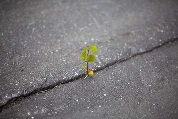 The plant made its way through the asphalt.