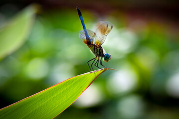 dragonfly on leaf in obelisk position 